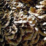 黒舞茸の値段と通販や口コミは?舞茸との違いやダイエットレシピも