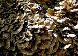 黒舞茸の値段と通販や口コミは？舞茸との違いやダイエットレシピも