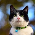 映画「旅猫リポート」配信動画を無料視聴する方法!ナナ役の猫の種類と名前も調査!
