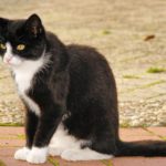 「山のトムさん」動画を旅猫リポートと併せて無料視聴する方法!